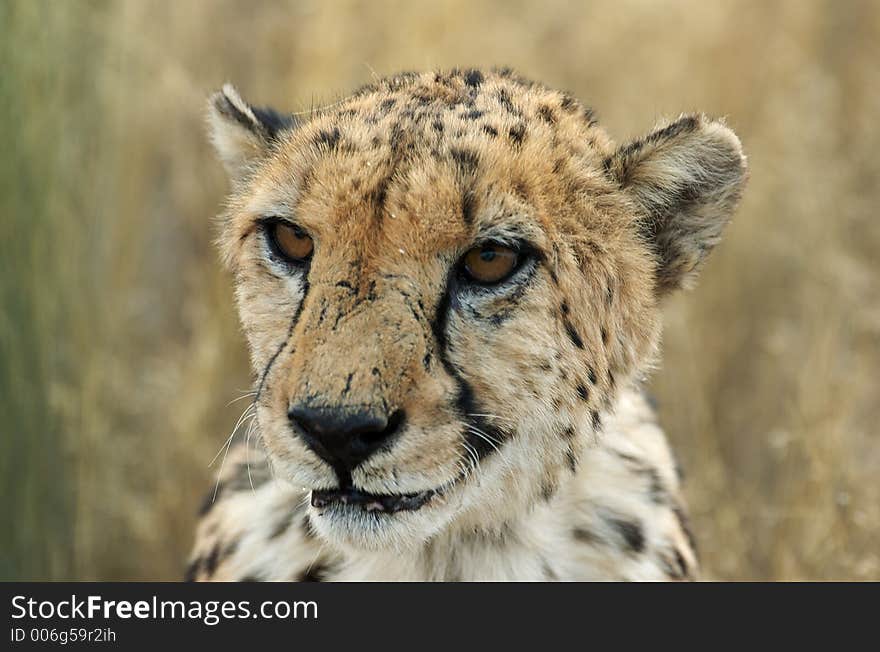 Portrait of a cheetah looking a little bit like a criminal. Portrait of a cheetah looking a little bit like a criminal.