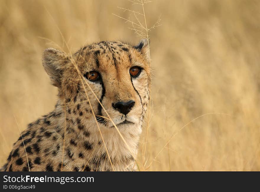 Brown cheetah eyes