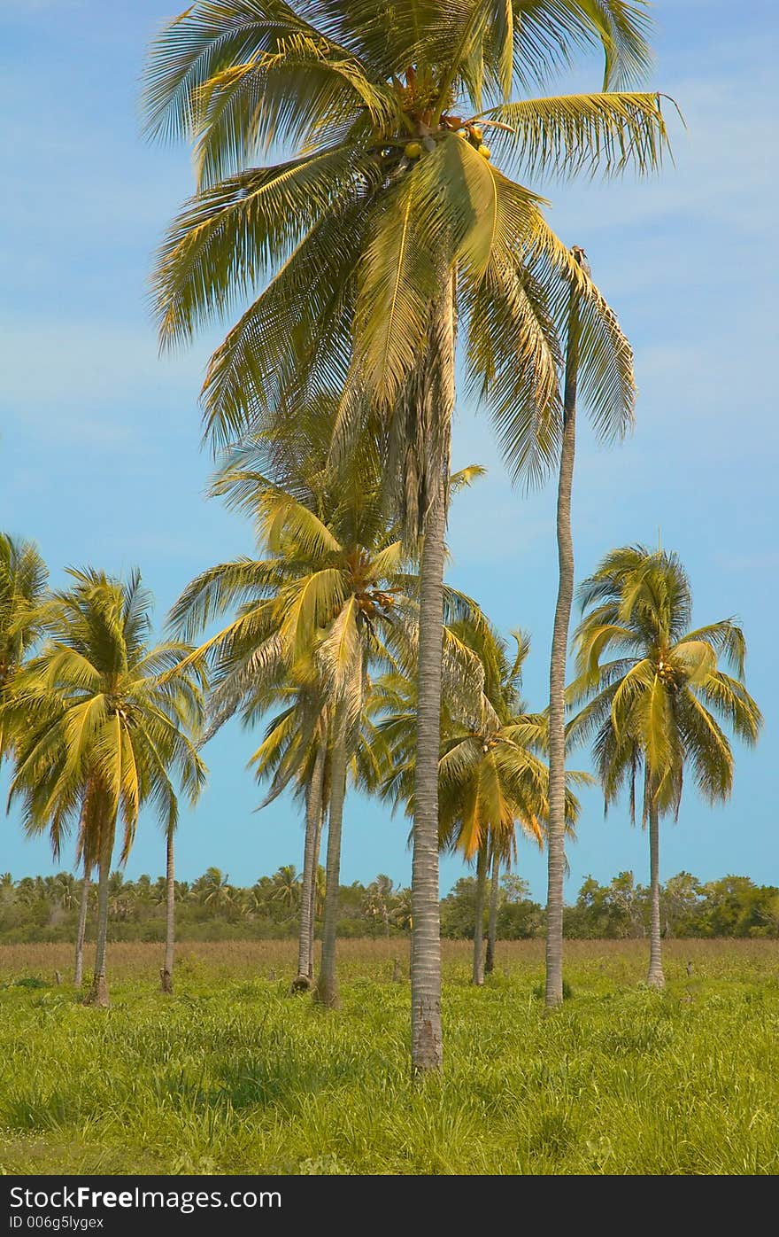 Palm trees on the way to Chacahua, Mexico