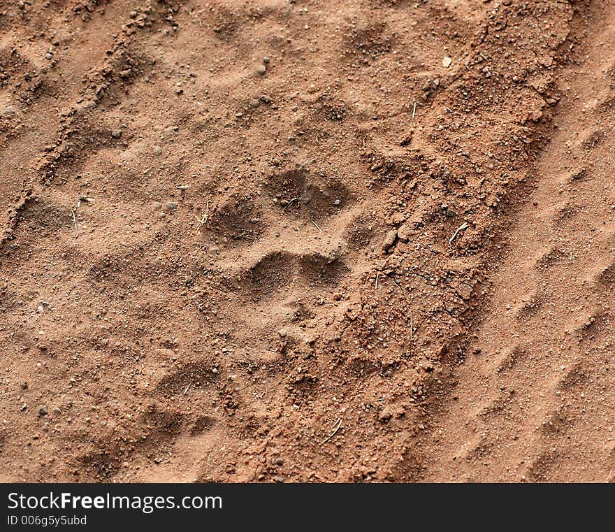 The paw of a cheetah between 4x4 wheel tracks. The paw of a cheetah between 4x4 wheel tracks.