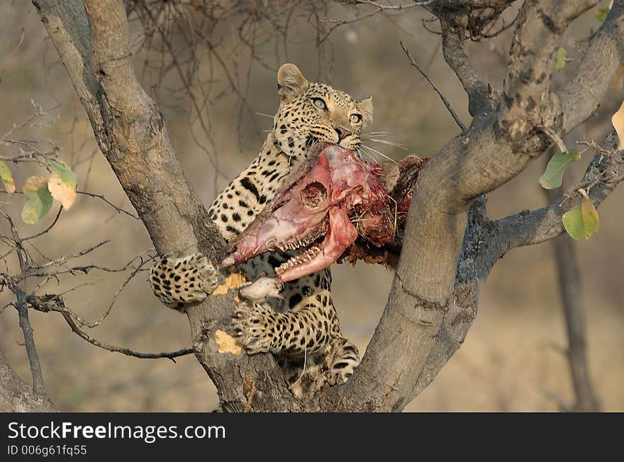 A leopard with a female kudu skull in his mouth. A leopard with a female kudu skull in his mouth.