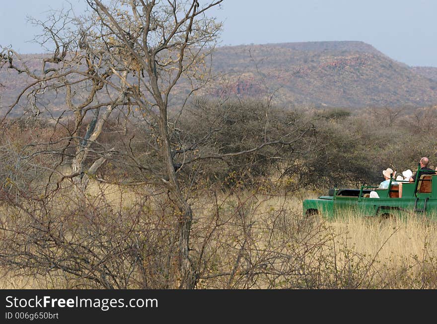 Tourists wathcing from a 4x4 at a leopar din the trees. Tourists wathcing from a 4x4 at a leopar din the trees.