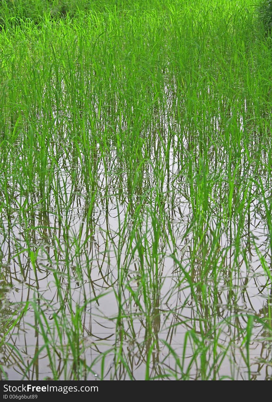 Lush green rice fields and cultivation. Lush green rice fields and cultivation