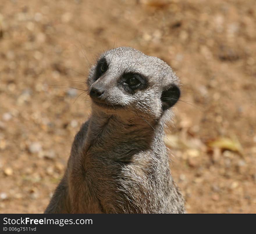 Close up of a Meerkat, showing eye patches and whiskers. Close up of a Meerkat, showing eye patches and whiskers.