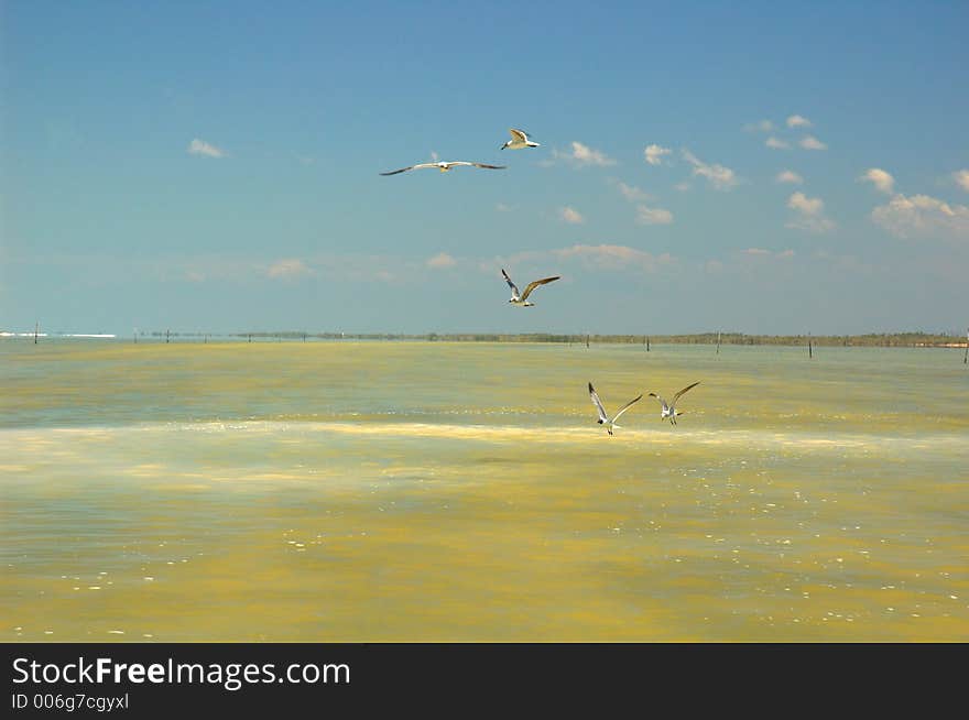 Seagulls flying on the river in Rio Lagartos, Mexico