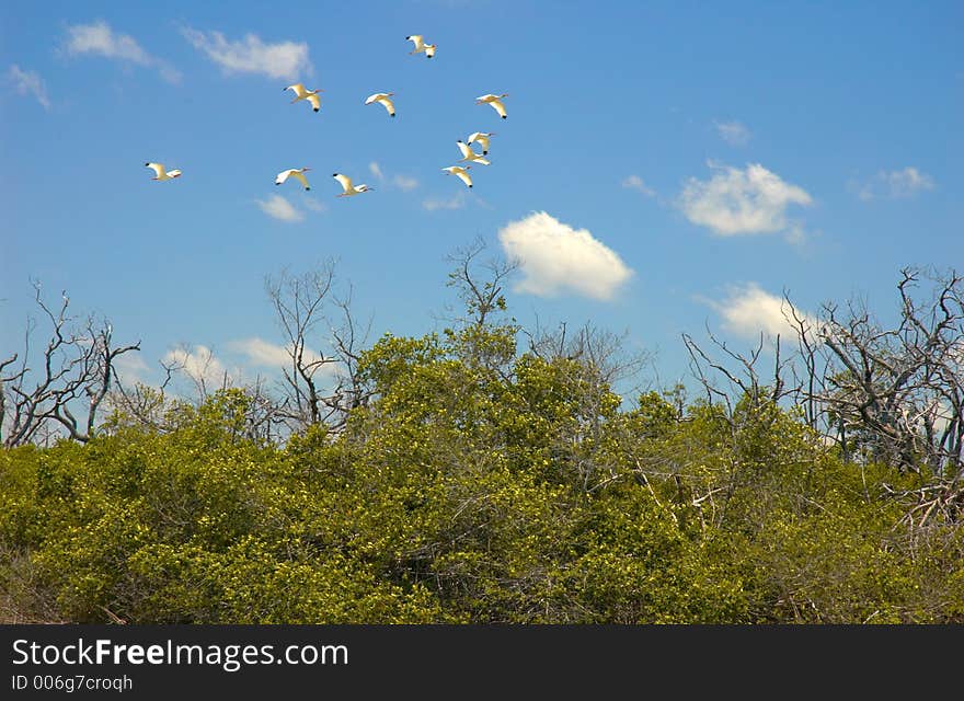 Storks in Rio Lagartos, Mexico