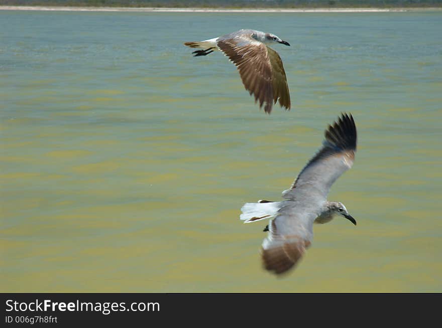 Seagulls flying on the river in Rio Lagartos, Mexico