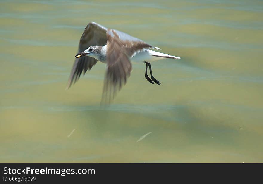 Seagull flying on the river in Rio Lagartos, Mexico