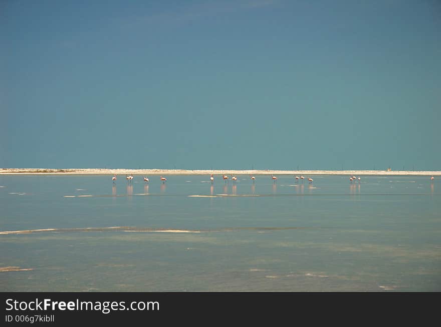 Flamingos in the river in Rio Lagartos, Mexico