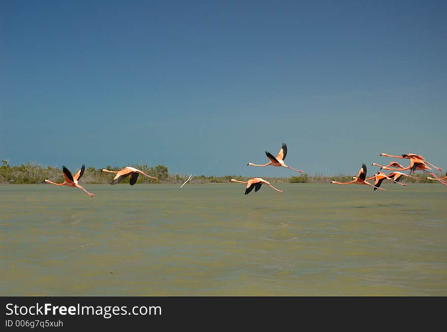 Flamingos flying on the river in Rio Lagartos, Mexico