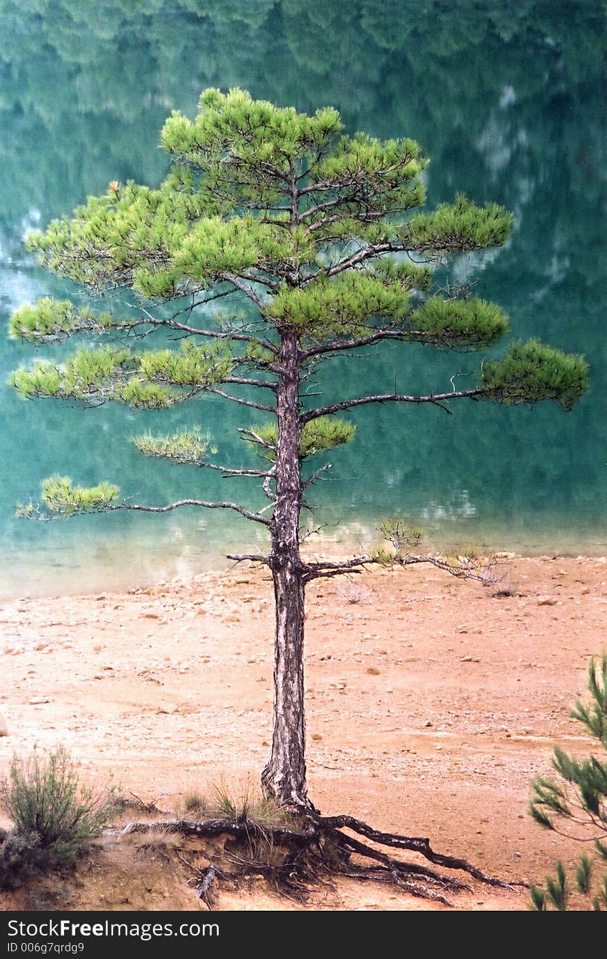 A small pine tree standing apart from the rest near the shore of an artificial lake. A small pine tree standing apart from the rest near the shore of an artificial lake.