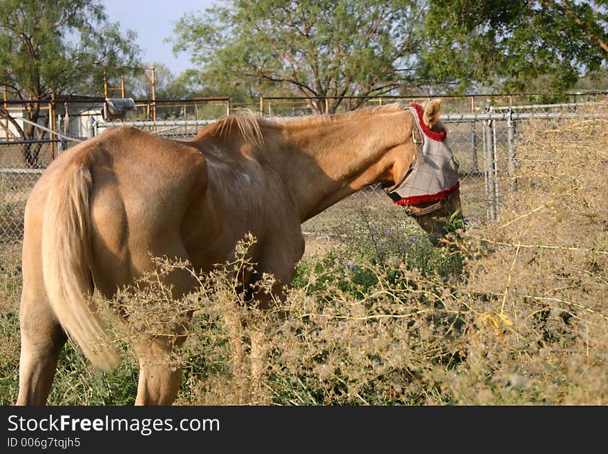 Fly Mask