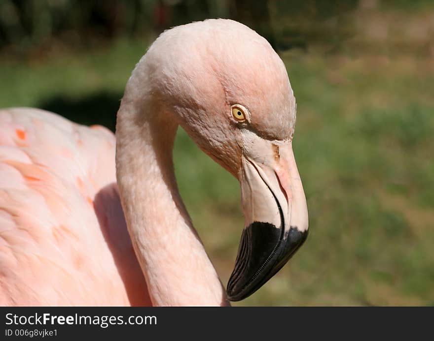 Pale Pink Flamingo