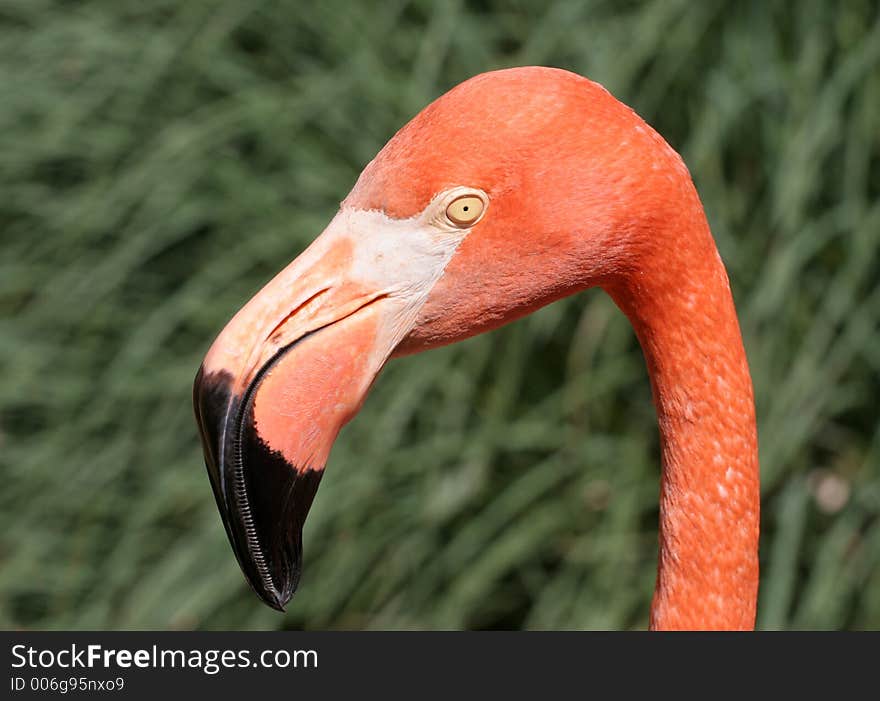 Head and beak close up of a orange/pink flamingo. Head and beak close up of a orange/pink flamingo