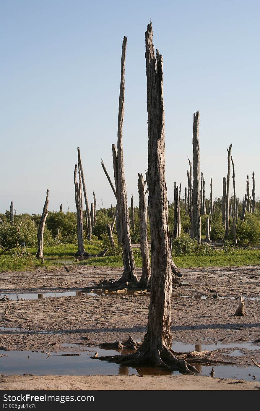 Ruined Forest