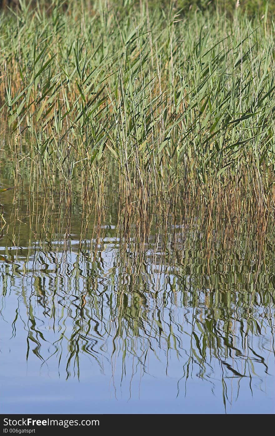 Reeds & reflections