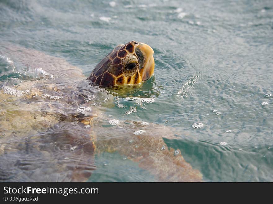 Swimming tortoise