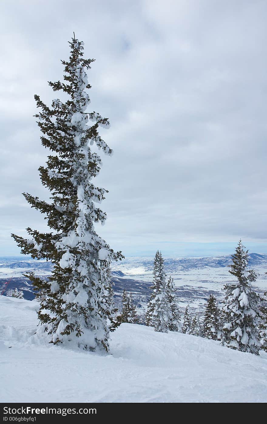 Pine trees with snow in Steamboat Springs, colorado, Usa