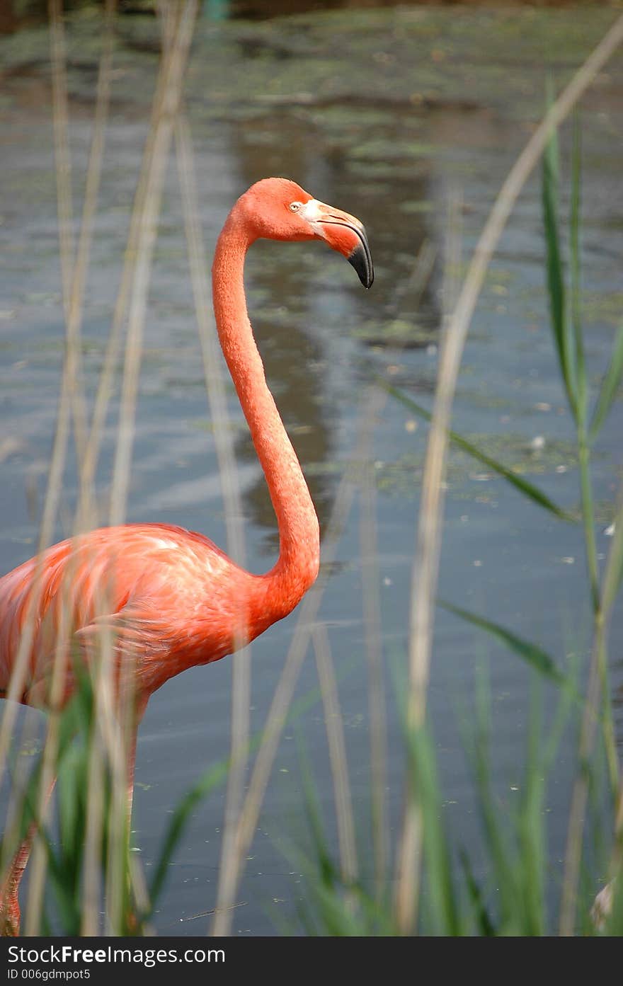 Pink Flamingo In Water 2