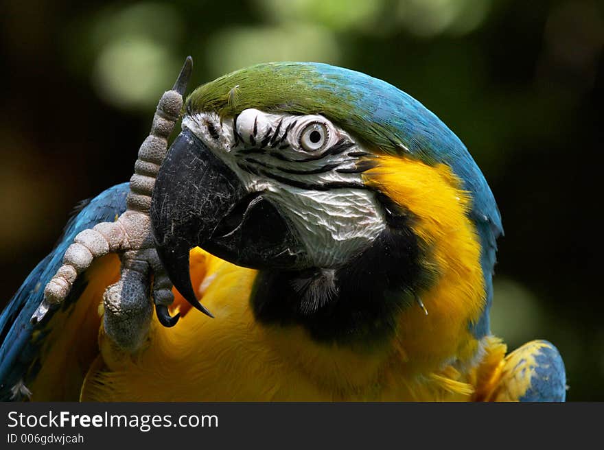 Blue and gold macaw, ara ararauna scratching