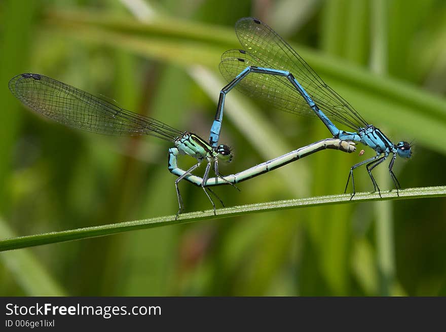 Azure Damselflies