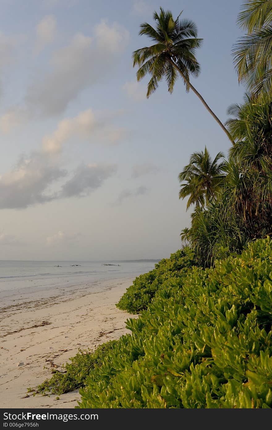 Few plams on the sandy beach. Few plams on the sandy beach