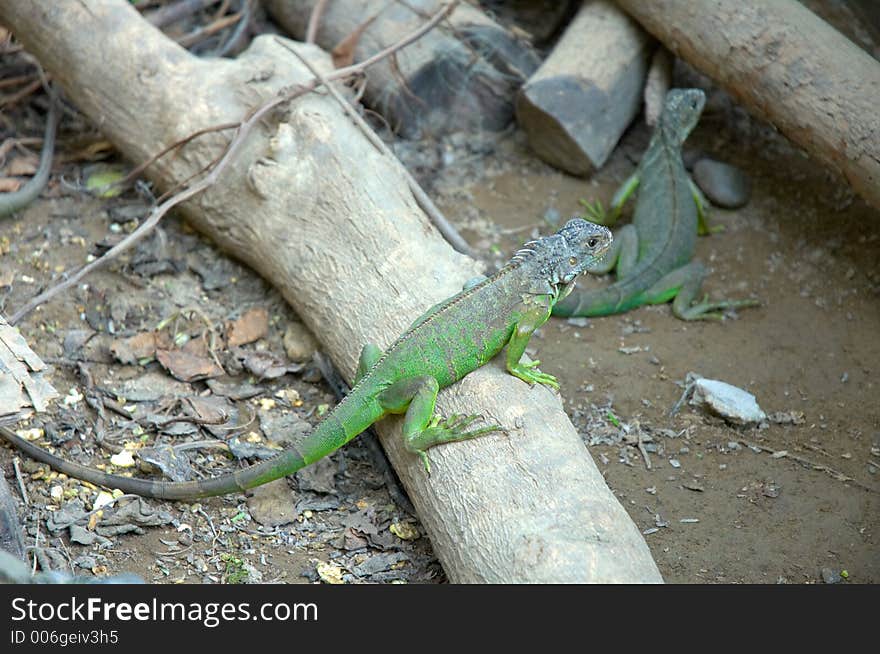 Close-up of Iguanas in Mexico