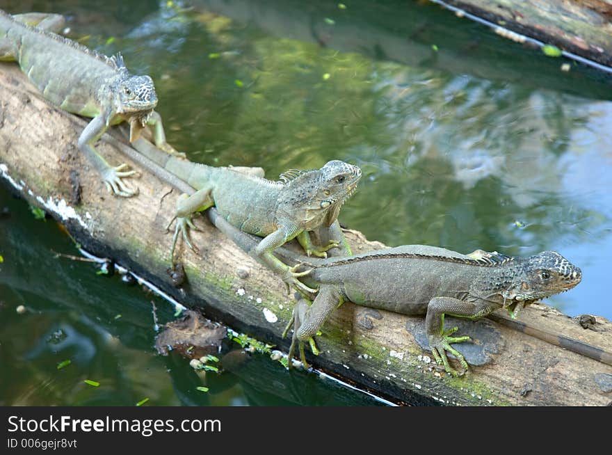 Close-up of iguanas in Mexico