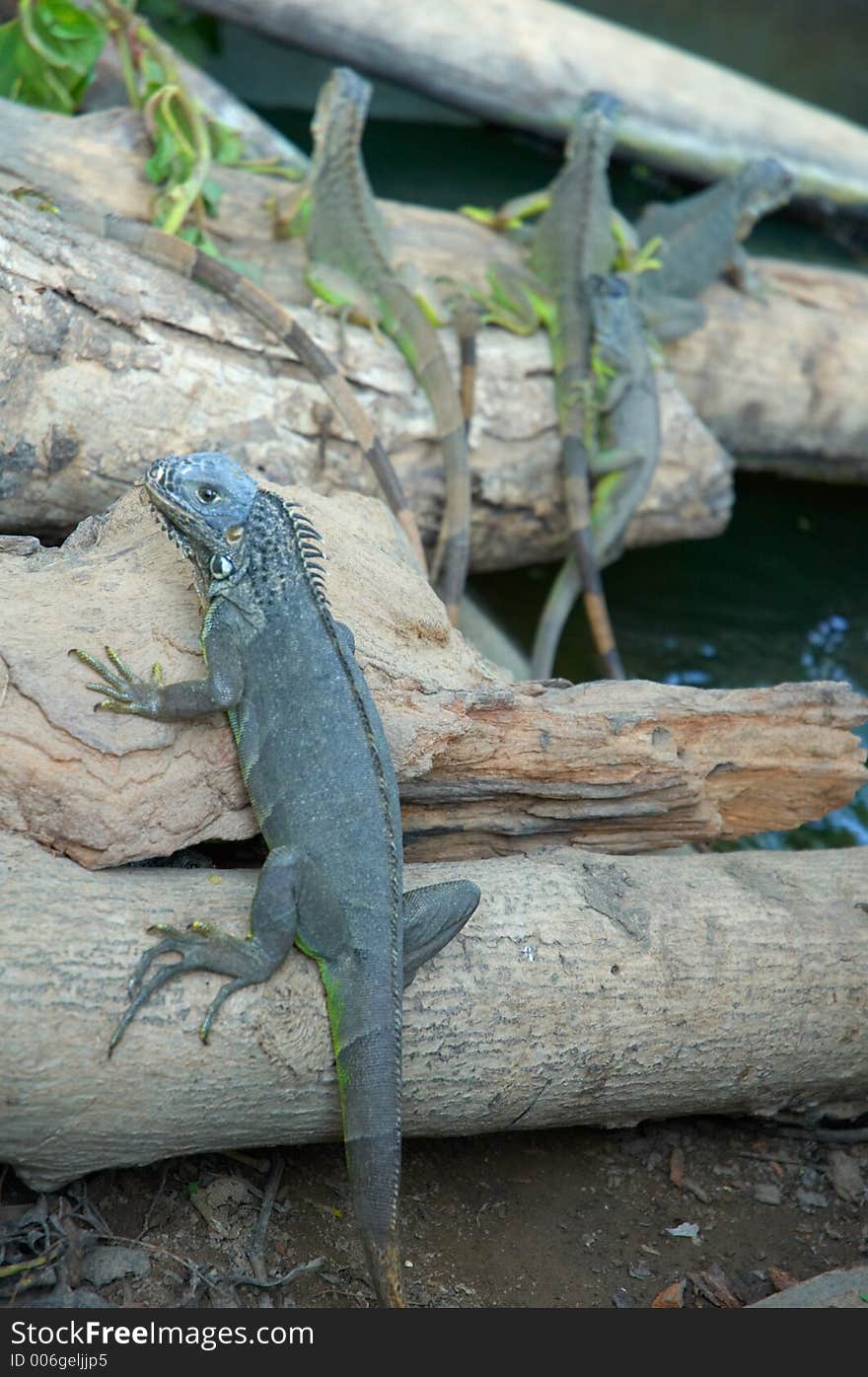 Close-up of iguanas in Mexico