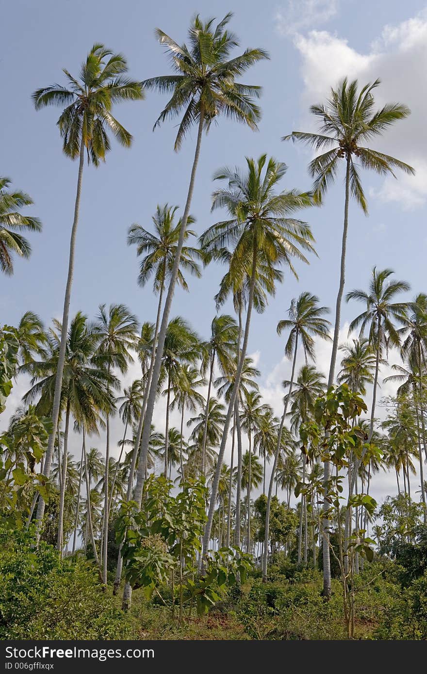 Few plams on the sandy beach. Few plams on the sandy beach