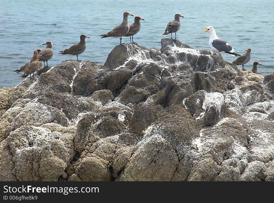 Seagulls in Muleje, Baja California, Mexico