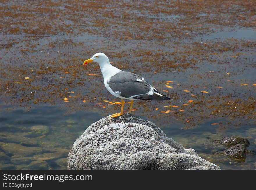 Seagull in Muleje, Baja California, Mexico