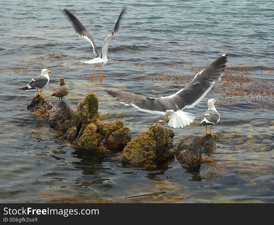 Seagulls in Muleje, Baja California, Mexico