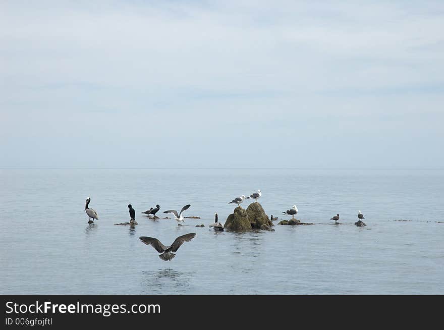 Seagulls