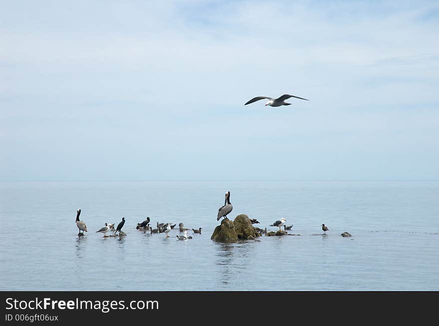 Birds in Muleje, Baja California, Mexico. Birds in Muleje, Baja California, Mexico