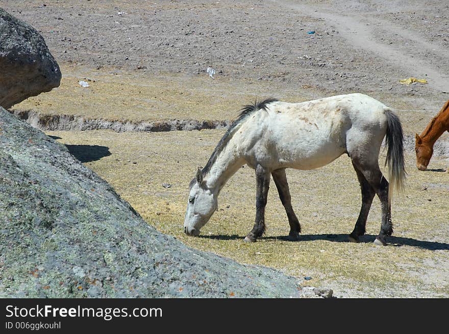 Two horses in north Mexico