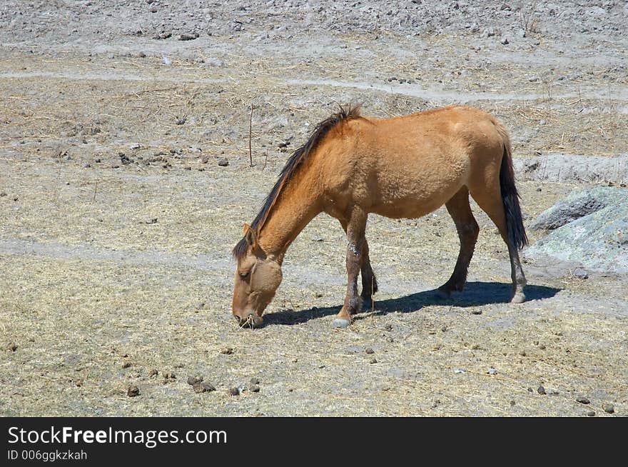 Brown horse in north Mexico