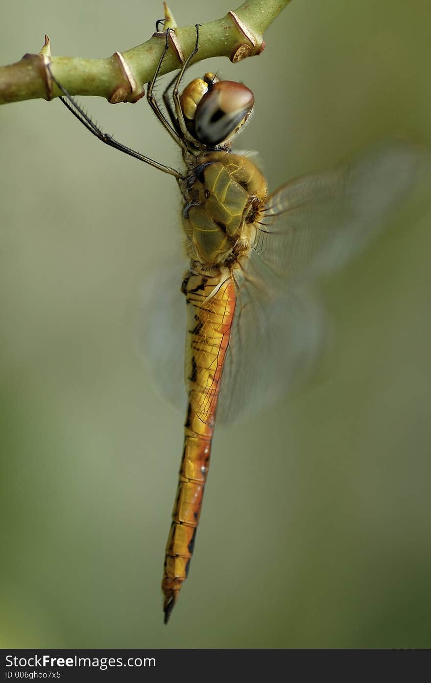 Dragonfly Close-up