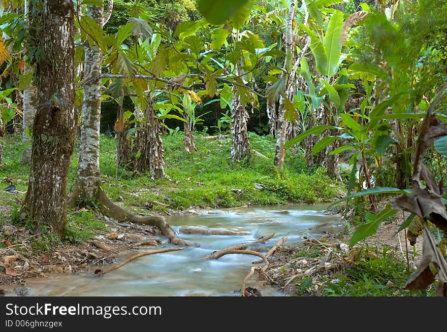 Banana trees at Agua Azul waterfalls, Chiapas, Mexico