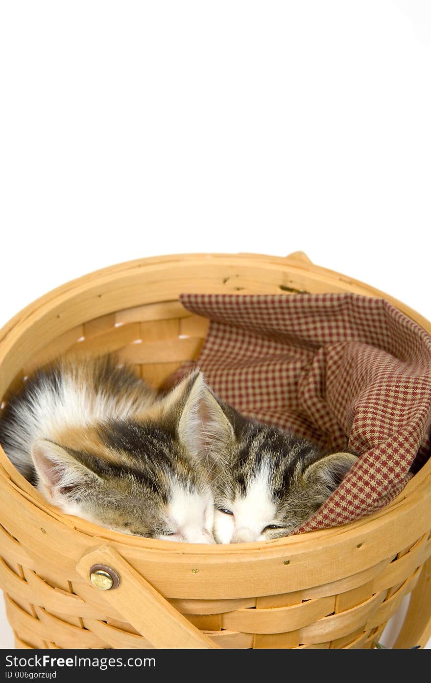 Kittens sleeping in a basket on a white background