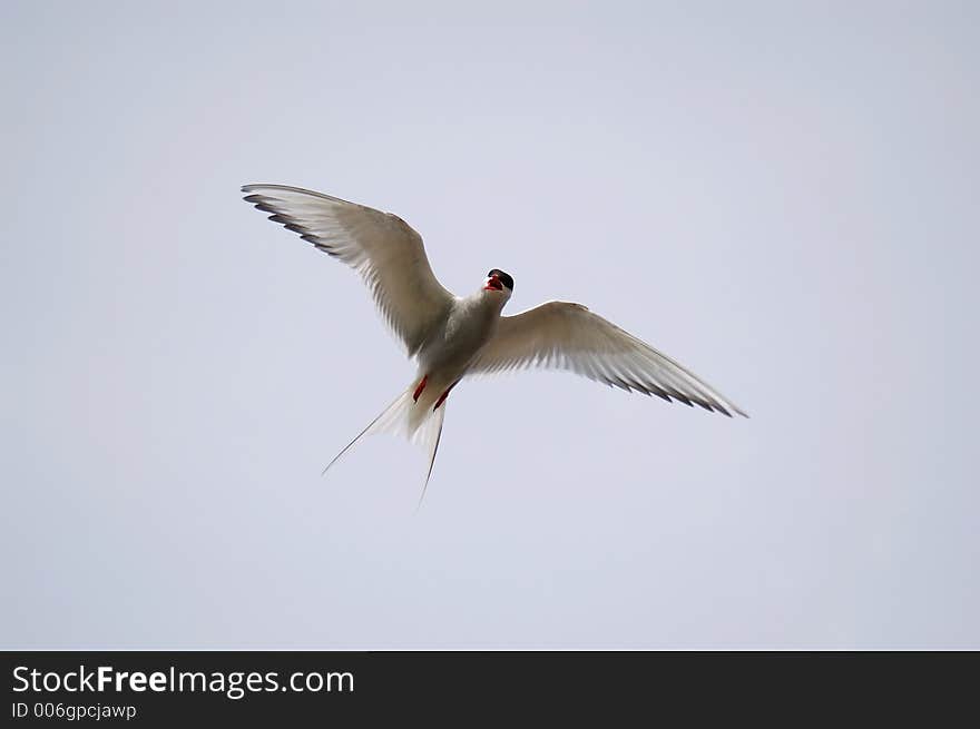 Arctic Tern or Tirrick screaming to defend its nesting area