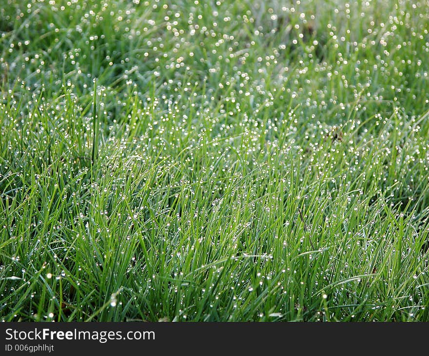 Dew on the grass. Dew on the grass