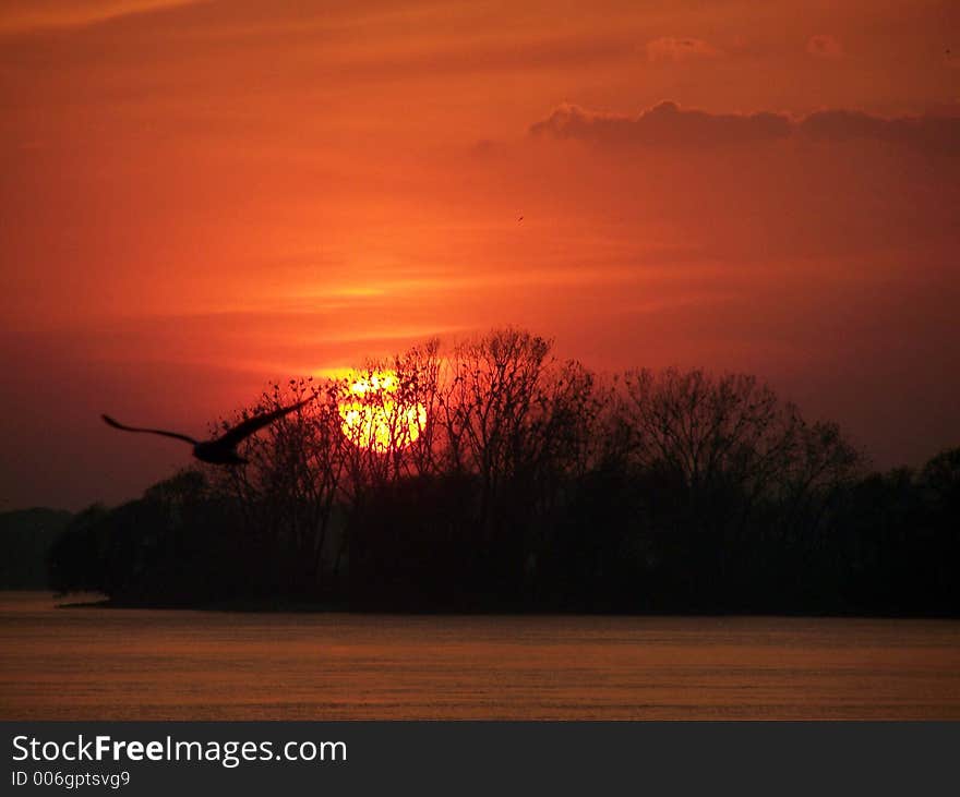 Seagull flying over a red hot sunset.