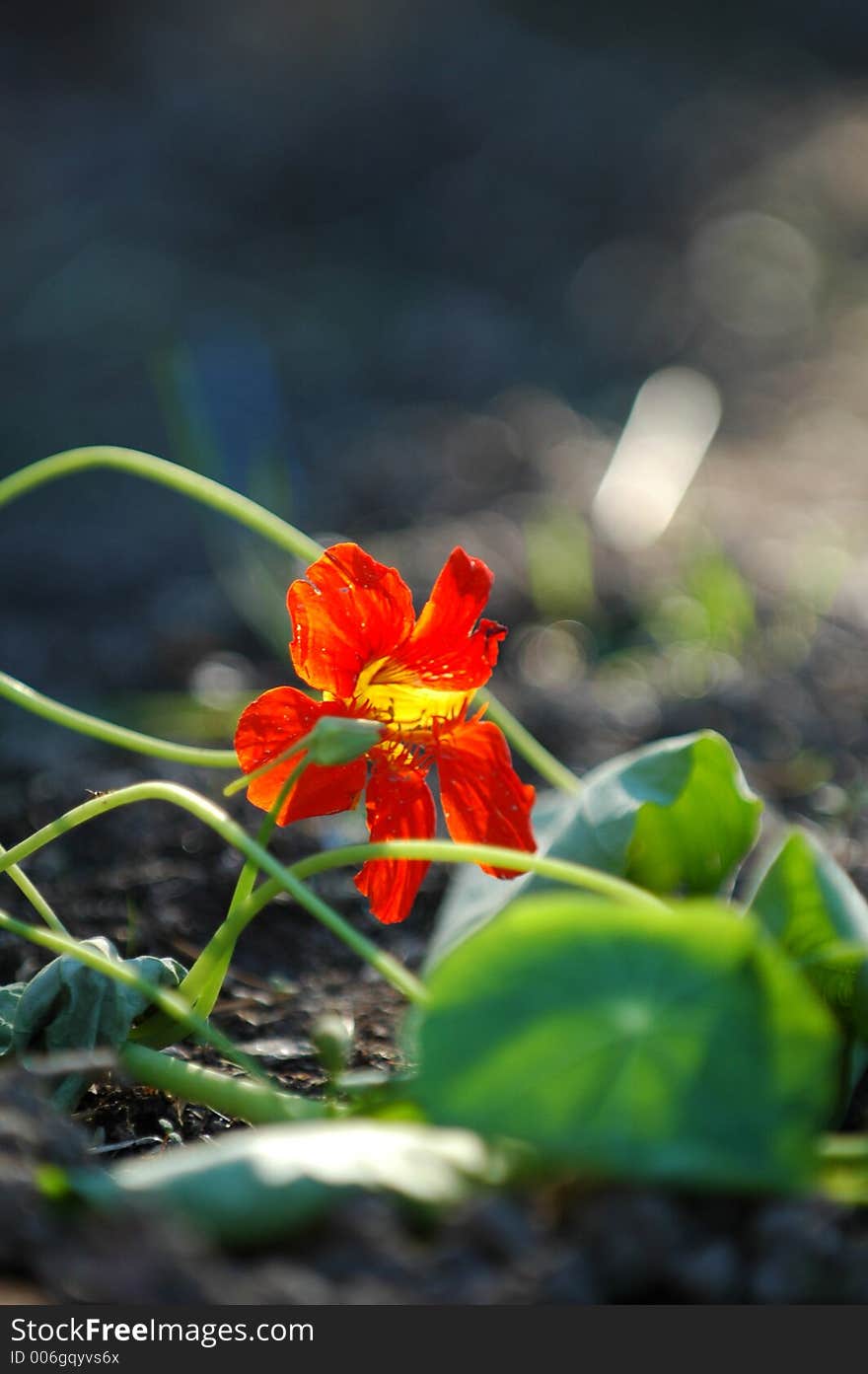 Flowering Crop