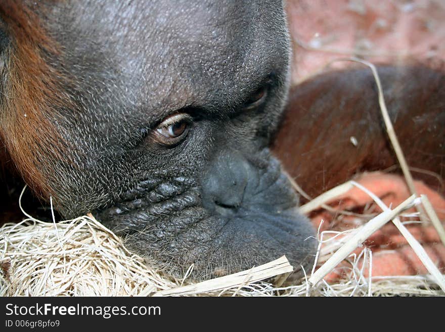 Orangatang in a zoo