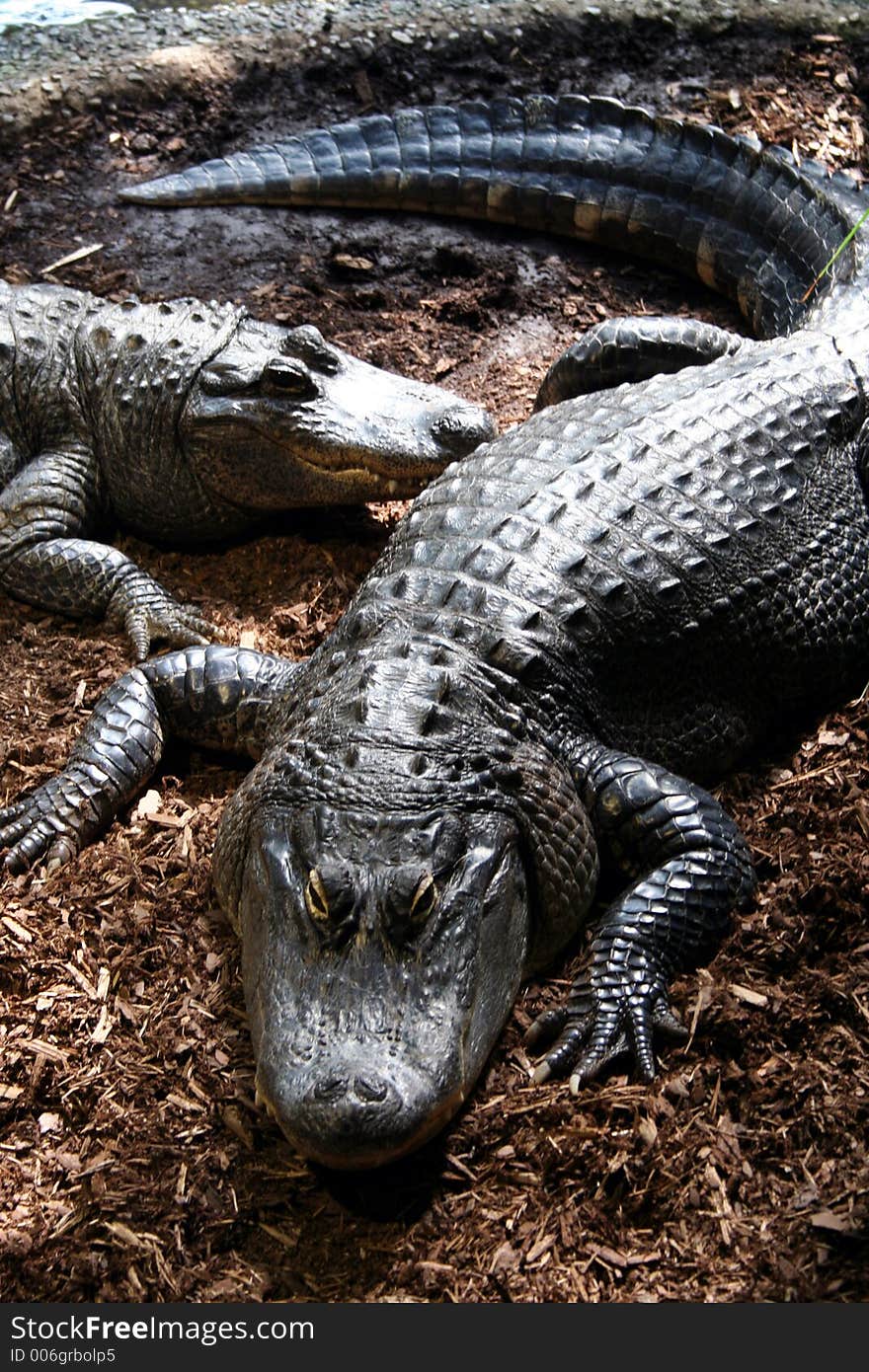 Crocodiles in a zoo