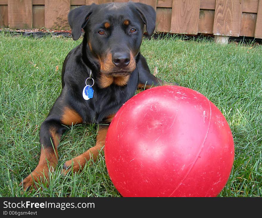 Dog And Big Ball