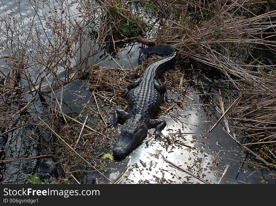 Alligator in Everglades National Park