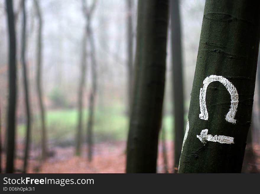 Forest , trees and leaves. Forest , trees and leaves