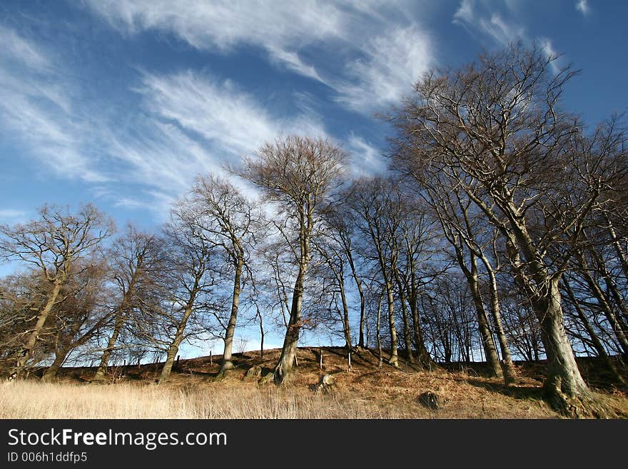 Trees and forest